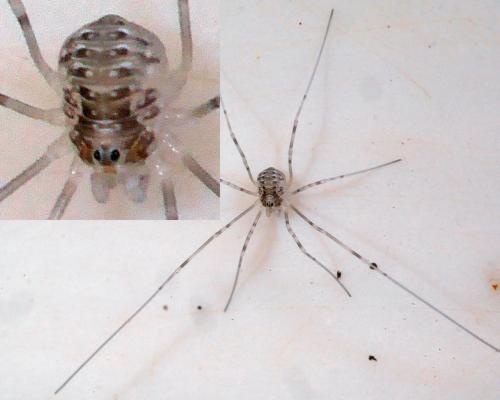 Opilio canestrinii